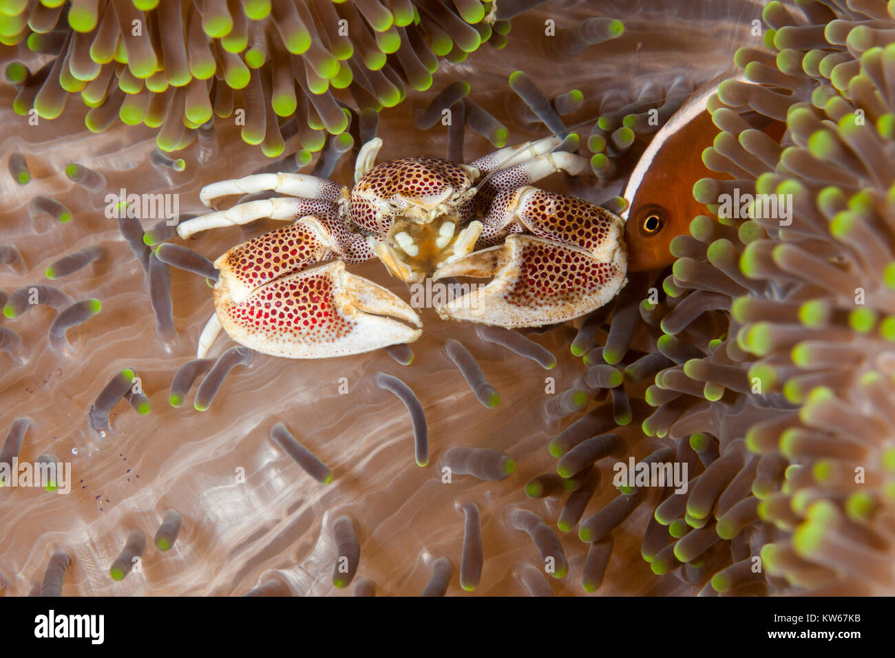 Porcelain Crab (Neopetrolisthes maculatus) on a Sea Anemone Stock Photo