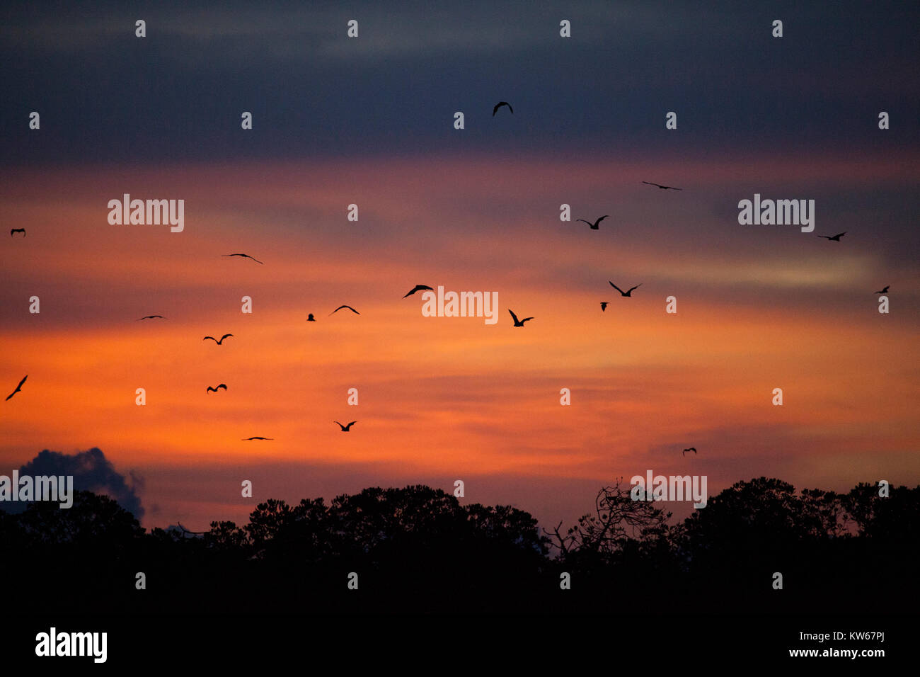 Fruit bats in Bat Island, Komodo Indonesia. (Pulau Kalong Stock Photo ...
