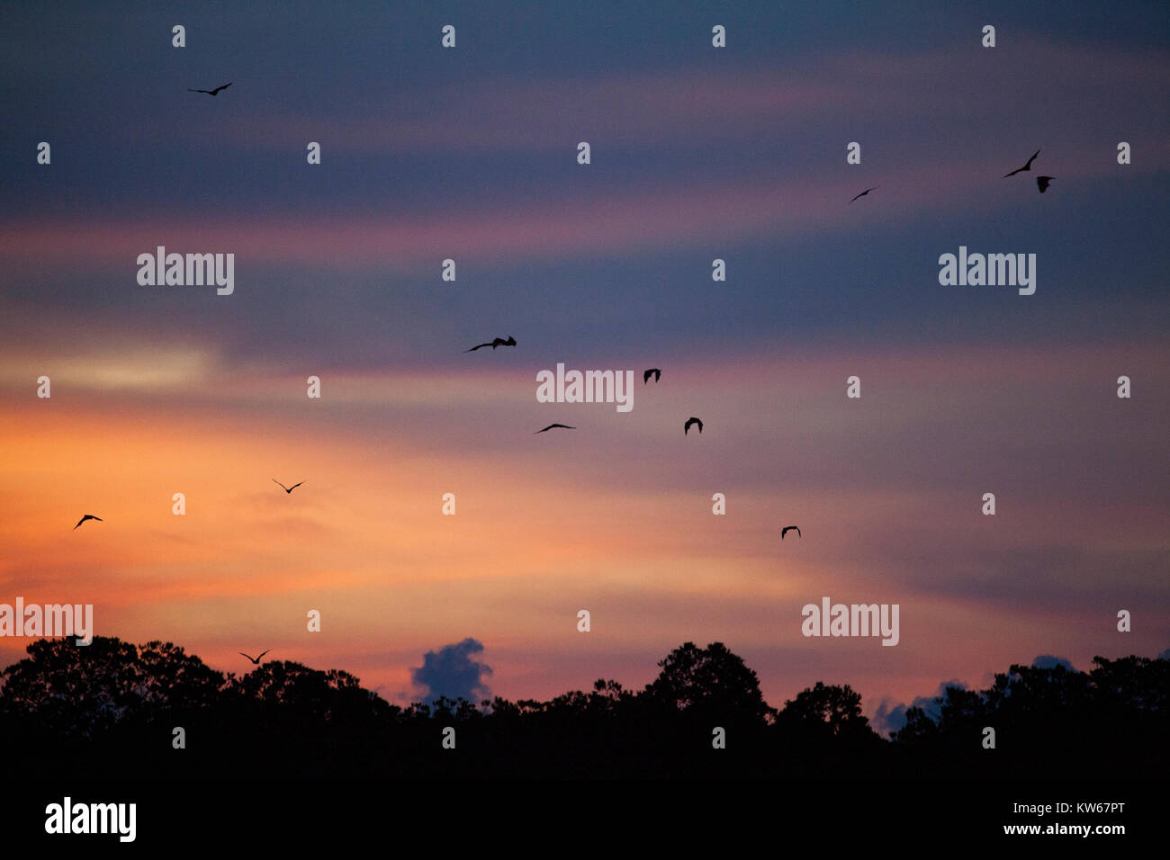 Fruit bats in Bat Island, Komodo Indonesia. (Pulau Kalong Stock Photo ...