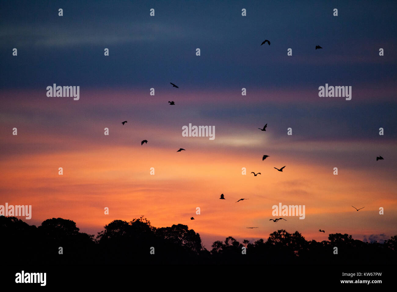 Fruit bats in Bat Island, Komodo Indonesia. (Pulau Kalong Stock Photo ...