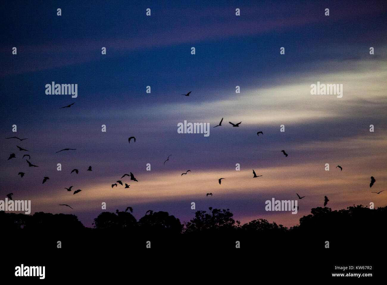 Fruit bats in Bat Island, Komodo Indonesia. (Pulau Kalong Stock Photo ...
