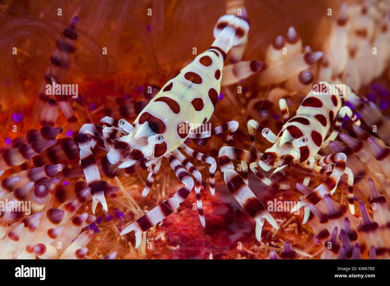 Coleman Shrimp (Periclimenes colemani Stock Photo Alamy