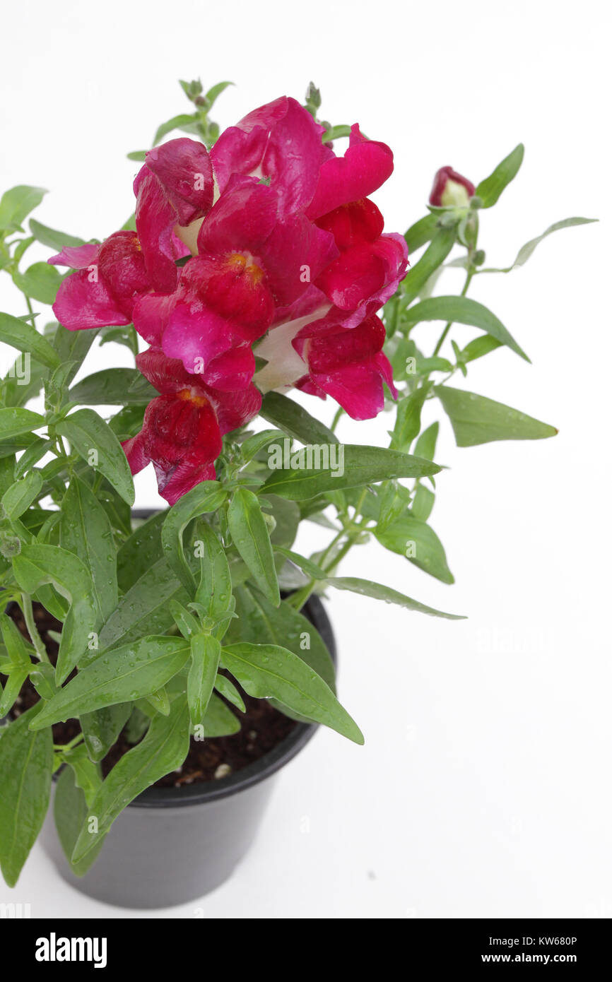 Antirrhinum.Snapdragon (Antirrhinum majus) flower in pot isolated on white background for sale, decorations or gift. Floral pattern Stock Photo