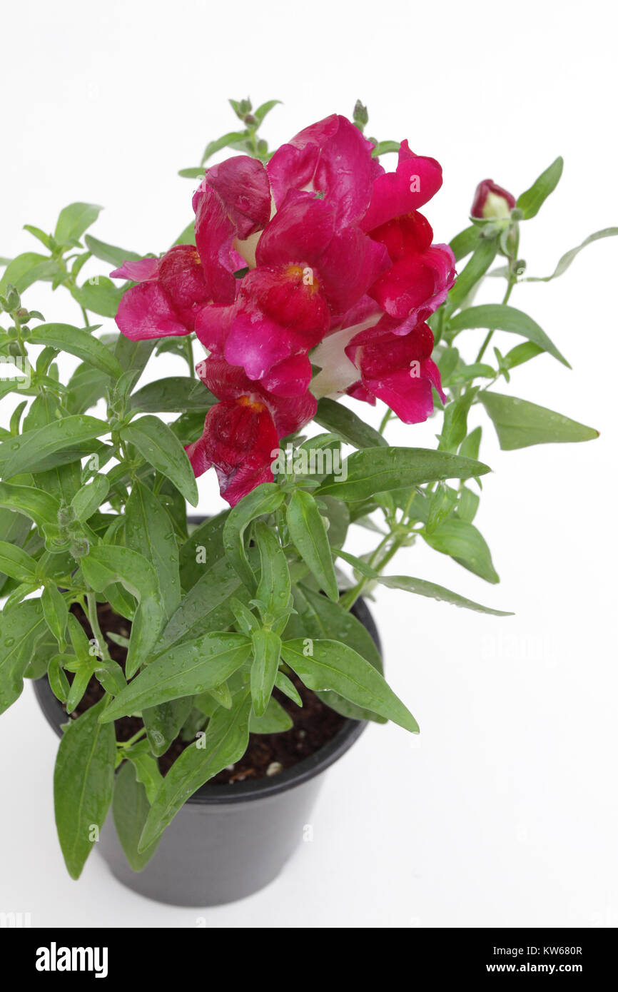 Antirrhinum.Snapdragon (Antirrhinum majus) flower in pot isolated on white background for sale, decorations or gift. Floral pattern Stock Photo