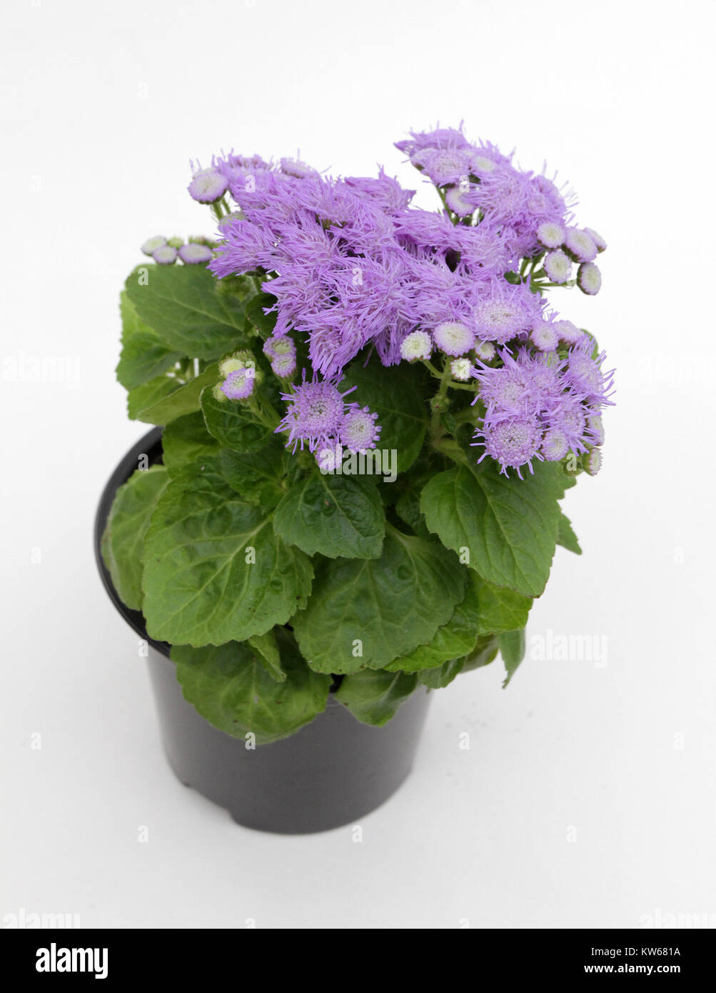 Ageratum. Purple blue ageratum flowers in pot isolated on white background. Plant Ageratum floral pattern, blue flowers background Stock Photo