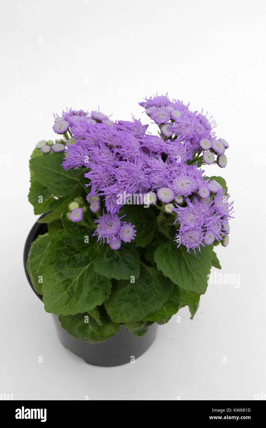 Ageratum. Purple blue ageratum flowers in pot isolated on white background. Plant Ageratum floral pattern, blue flowers background Stock Photo