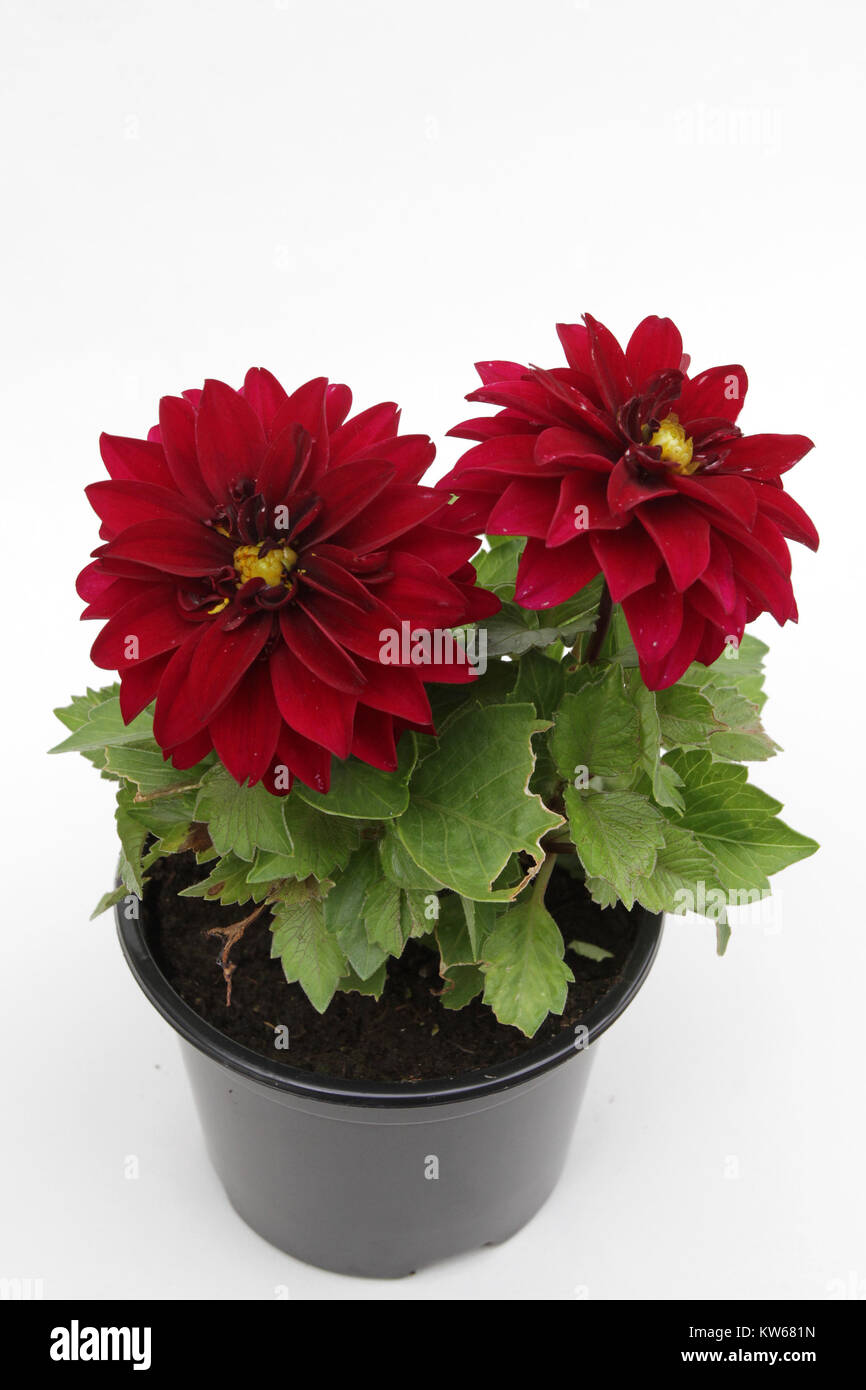 Dahlia. Red crimson Dahlia flower in pot isolated on white background