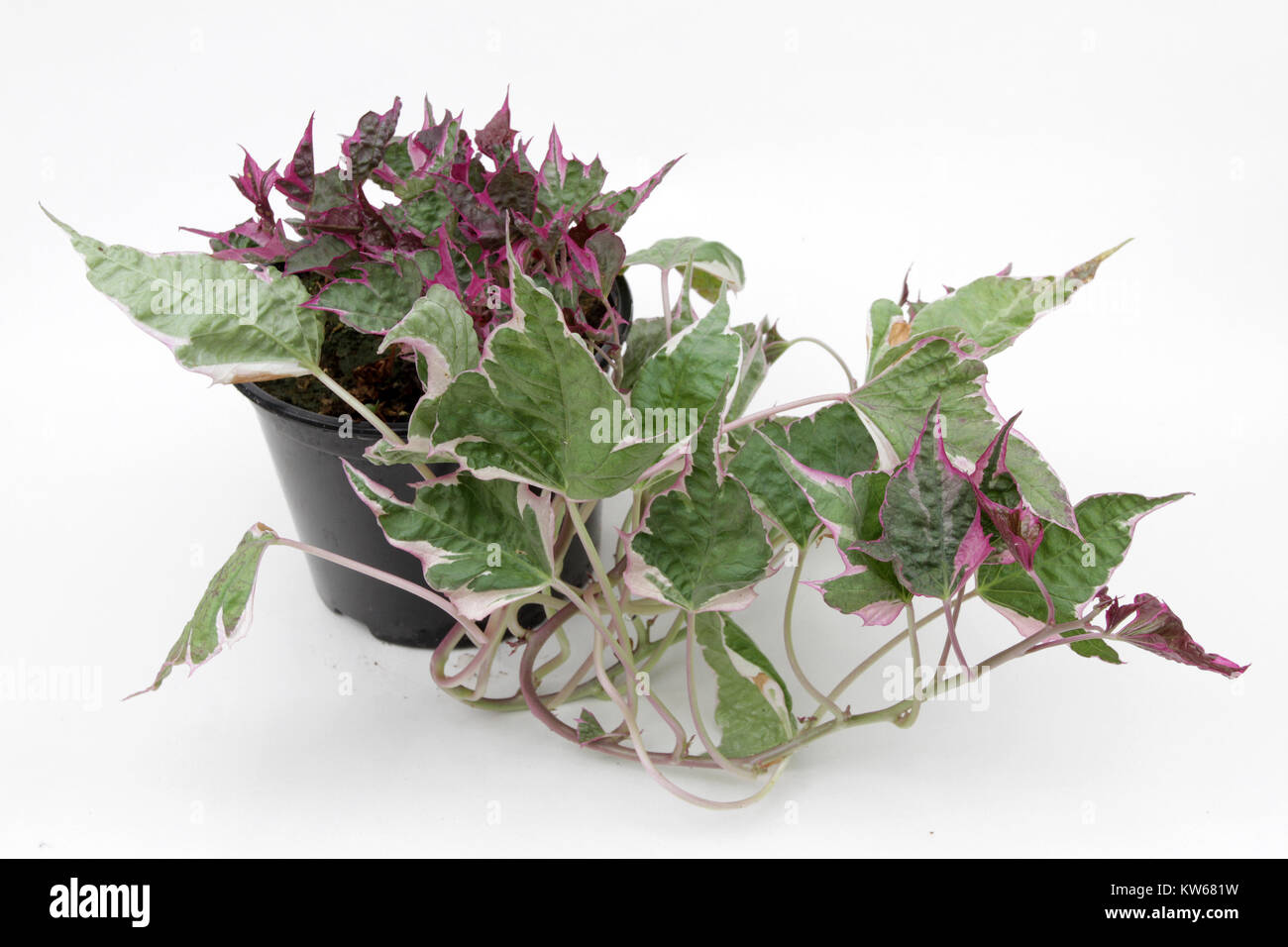 Ipomoea. Multicolored or dark Ipomoea isolated on white background. Ipomoea plant.  The morning glory flowers of sweet potato. Stock Photo