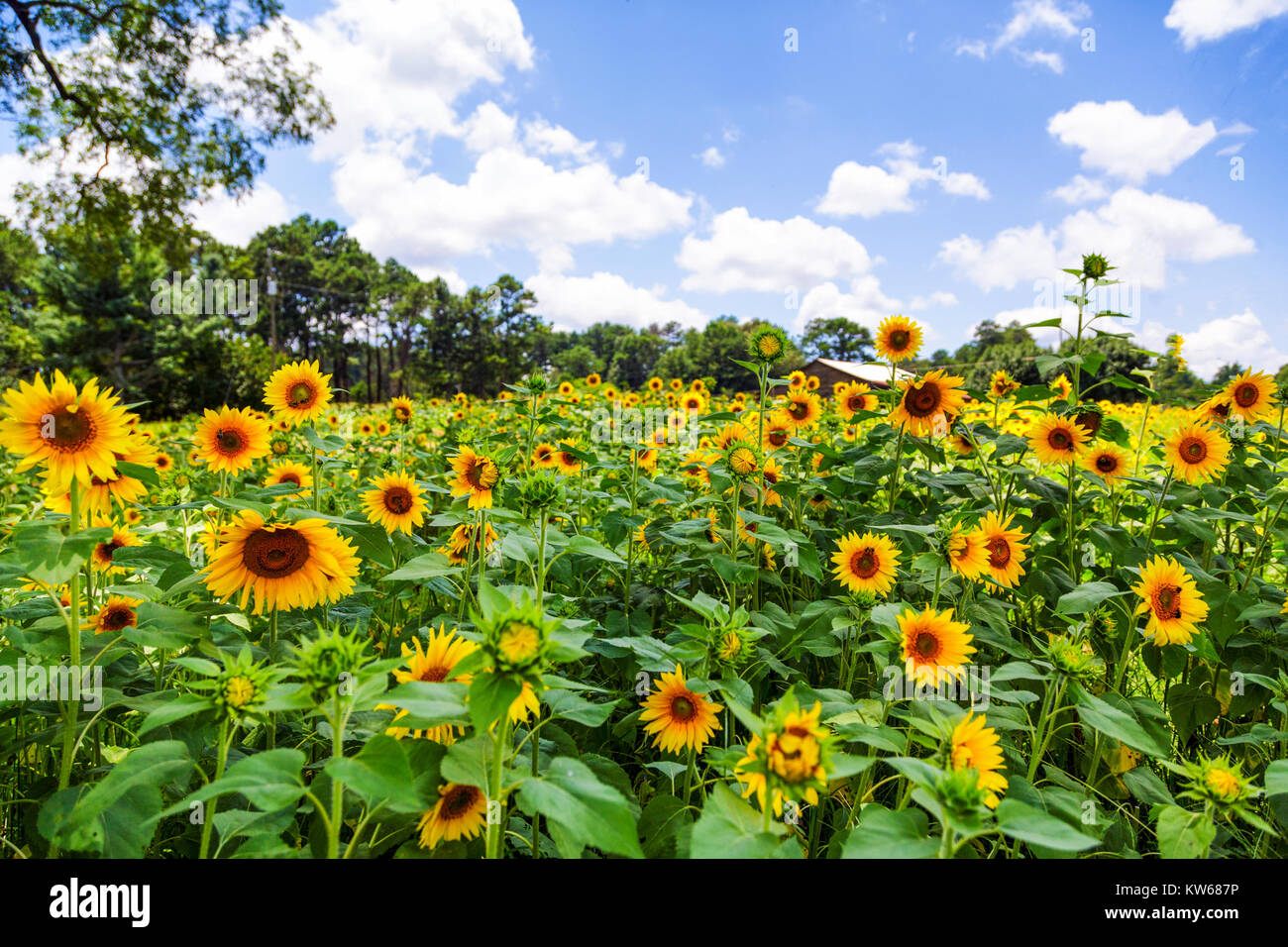 A field of brilliant yellow sunflowers in a sunny, summer field Stock ...