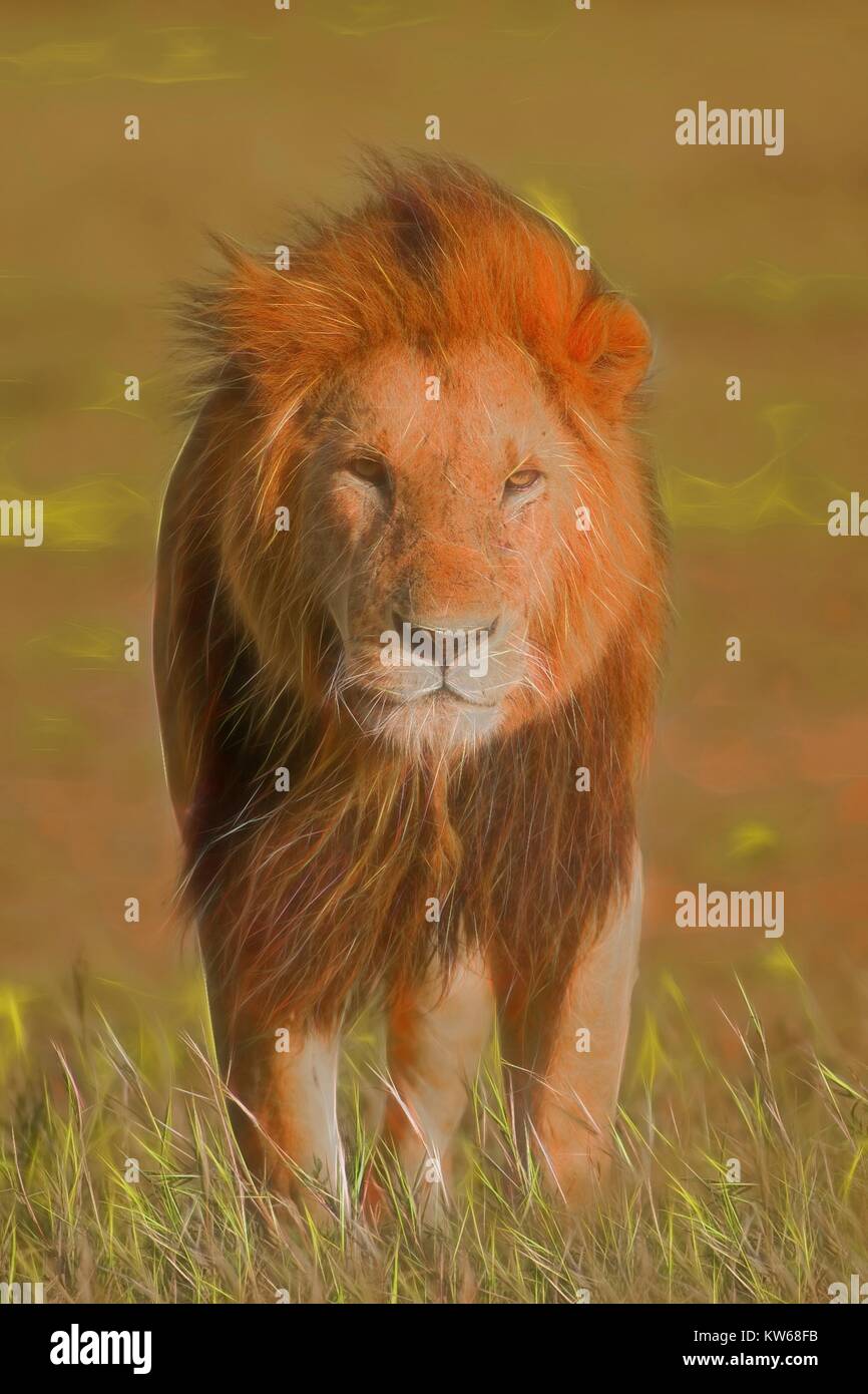 Lion, Panthera leo, Felidae Family, Carnivora Order, Masai Mara, Kenya, East Africa Lion, Panthera leo, Famille des Felidae, Ordre des carnivores, Mas Stock Photo
