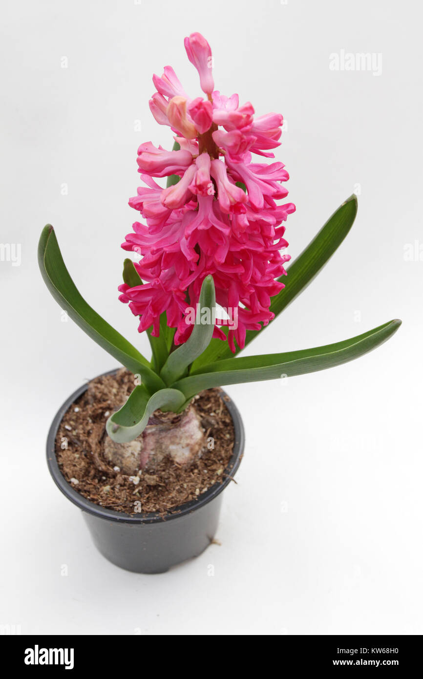 Hyacinth bulbs on white hi-res stock photography and images - Page 3 - Alamy