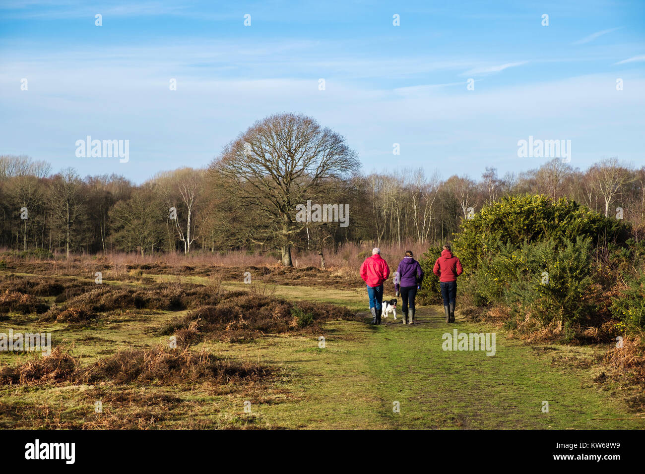 People on a country walk walking with a dog on heathland in Kent Wildlife Trust nature reserve. Hothfield Heathlands Ashford Kent England UK Britain Stock Photo