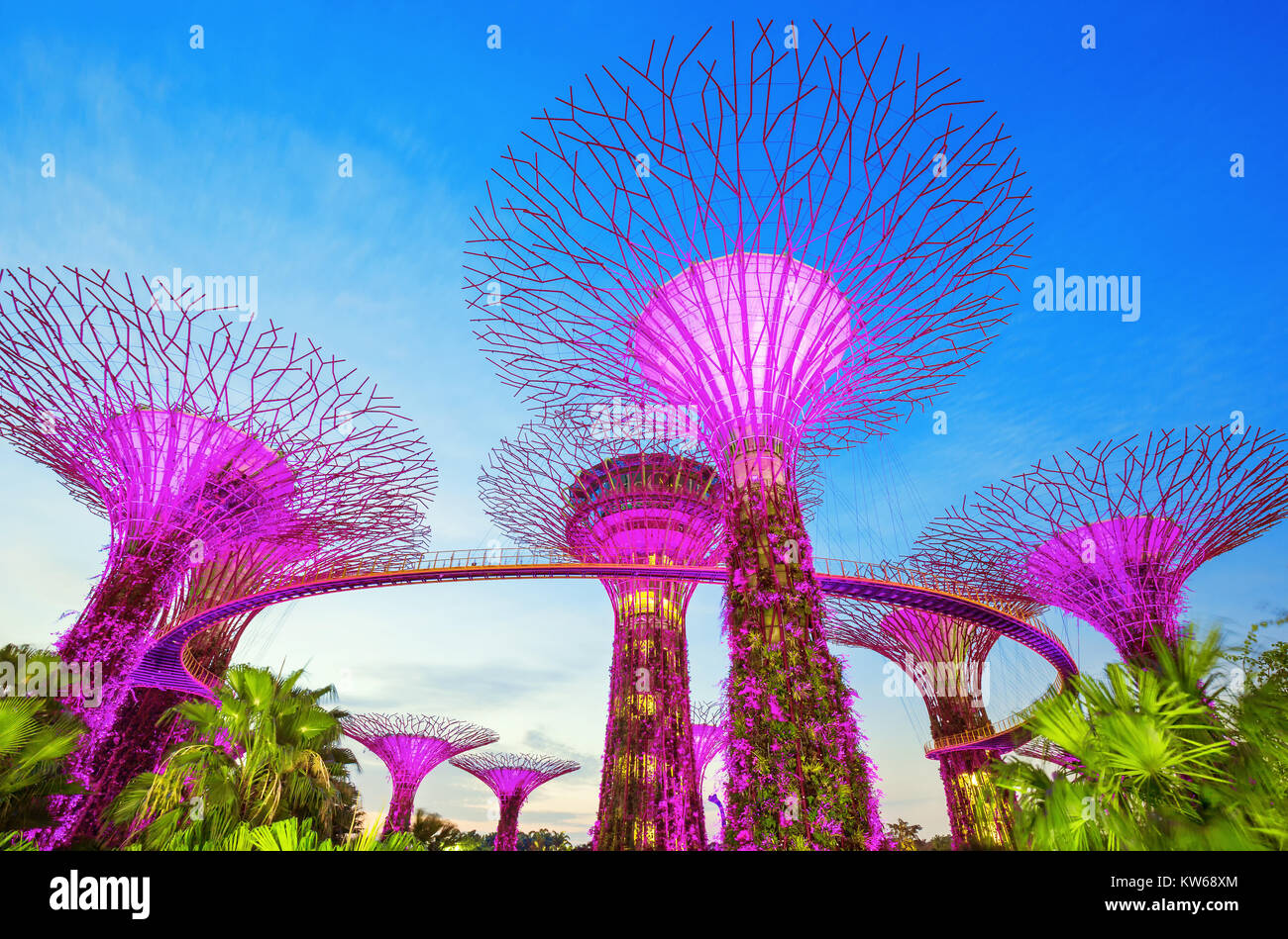 Supertrees at Gardens by the Bay. The tree  structures are fitted with environmental technologies, Singapore Stock Photo