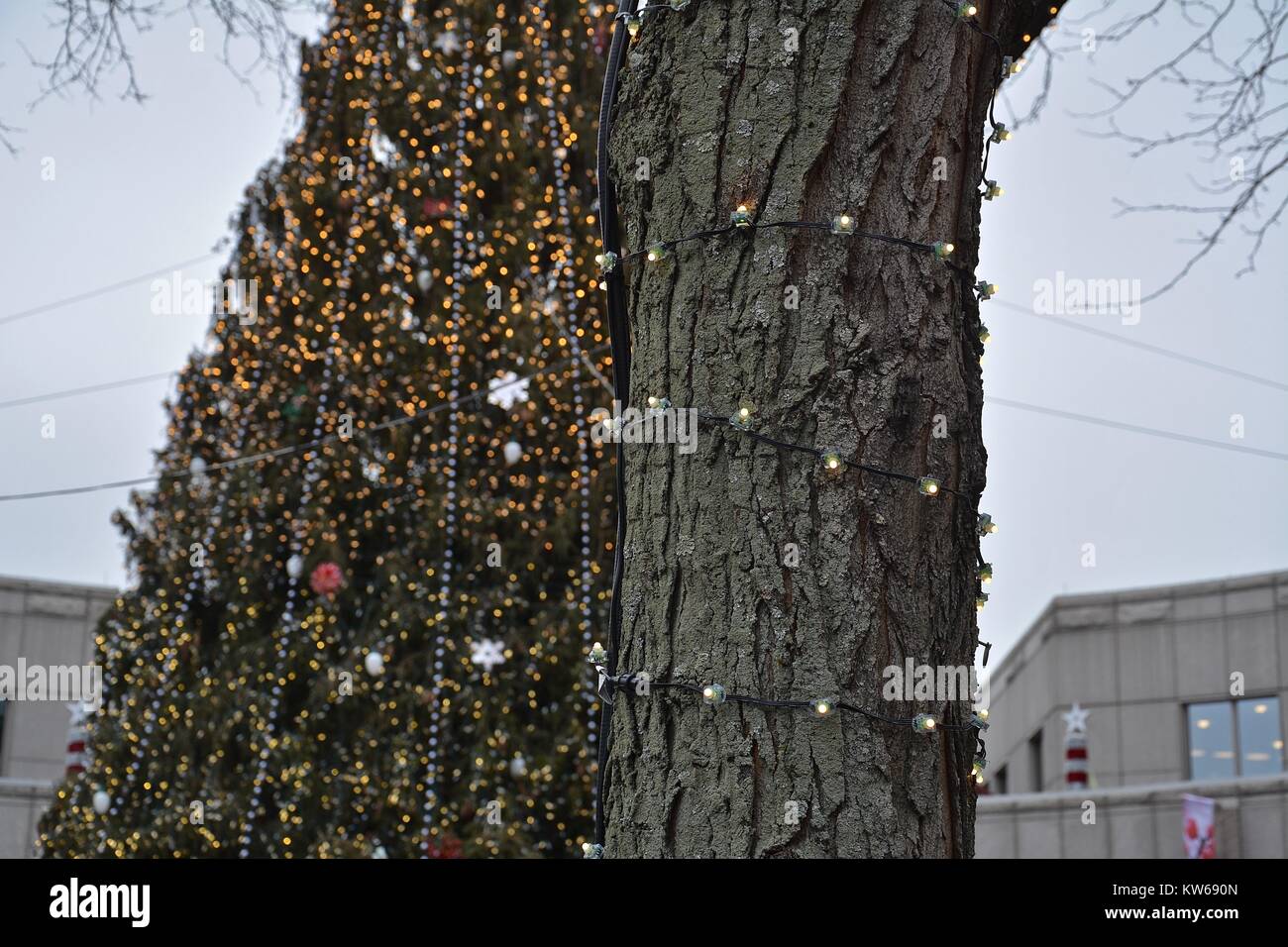 Halifax tree for boston hires stock photography and images Alamy
