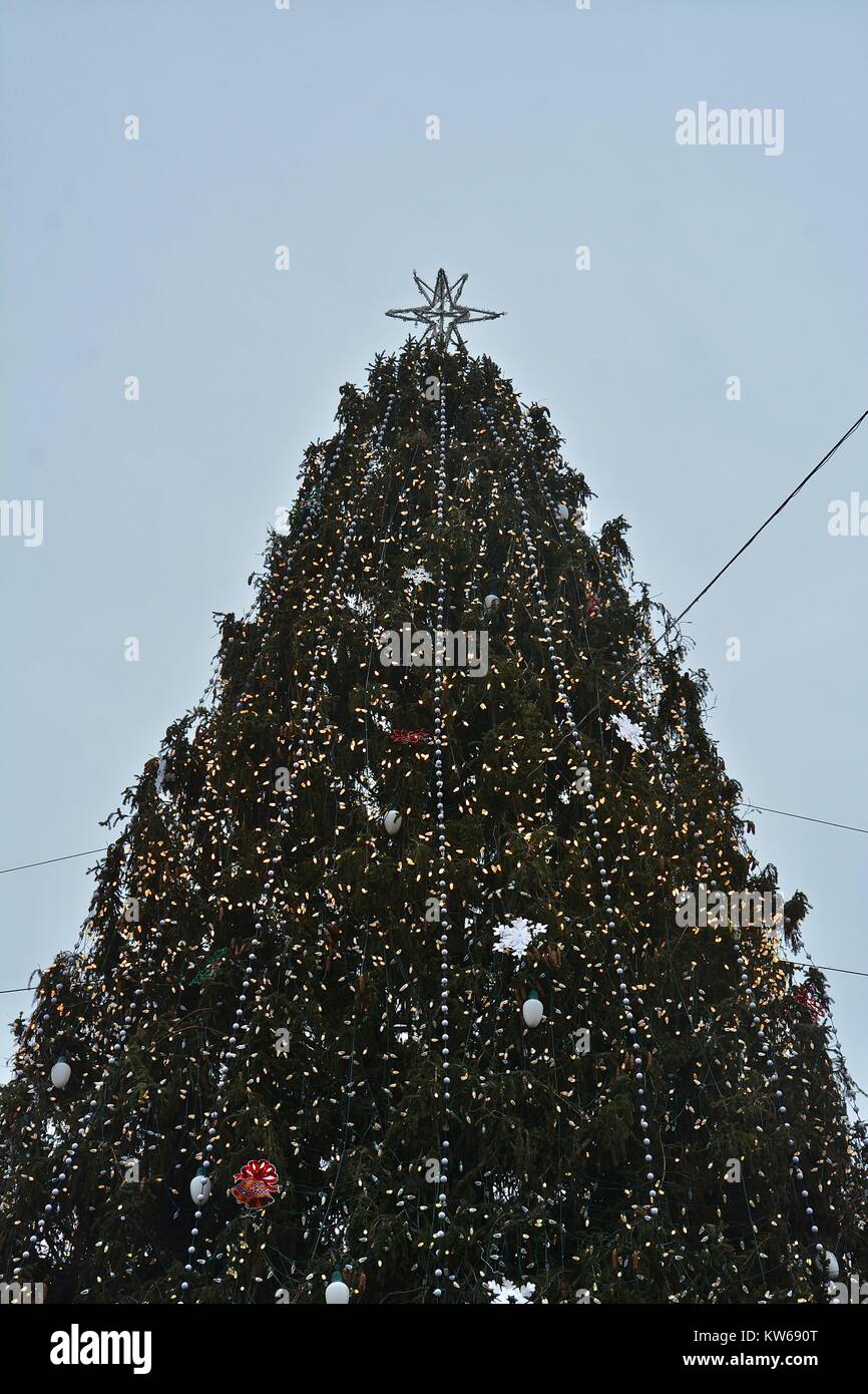 Halifax tree for boston hires stock photography and images Alamy
