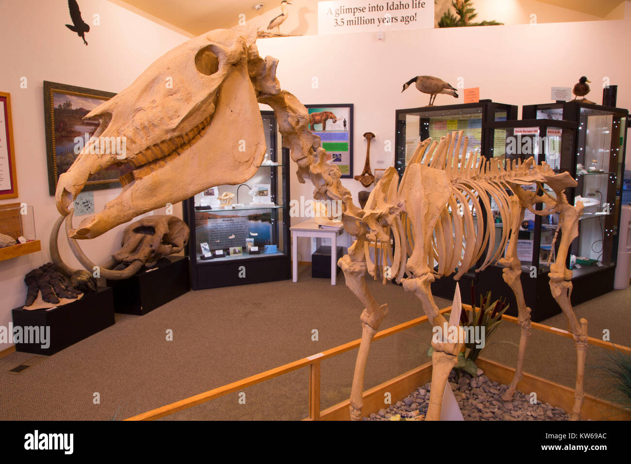 Fossil Hagerman horse (Equus simplicidens) in visitor center, Hagerman Fossil Beds National