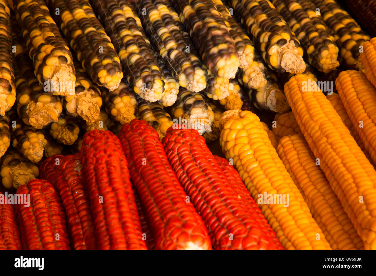 Corn, Fort Mandan Historic Site, Fahlgren Memorial Park, Lewis and