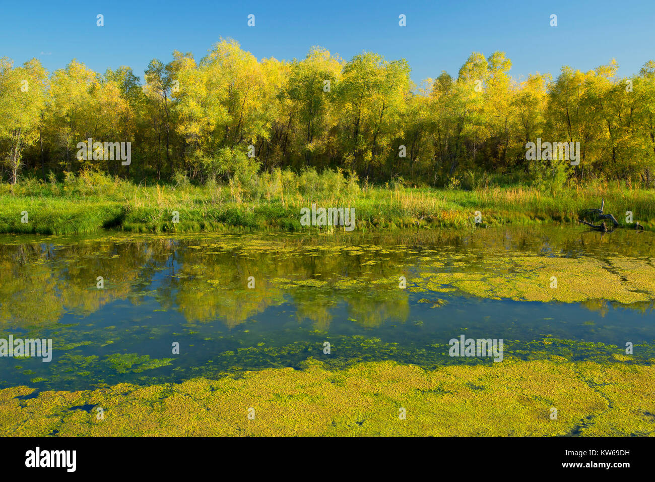Oxbow lake, Confluence Park, MissouriYellowstone Confluence
