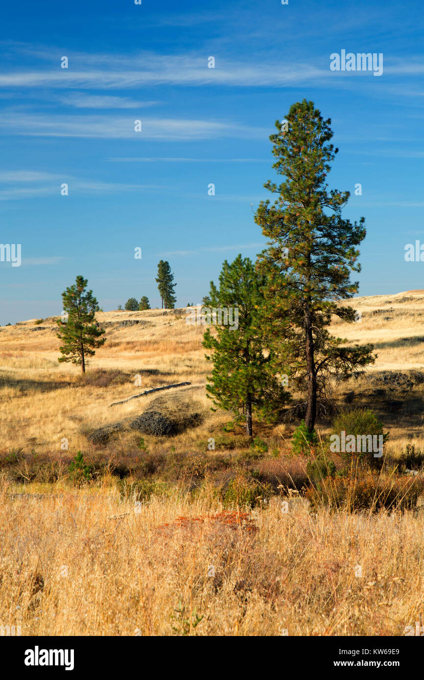 Ponderosa pine grassland, Fishtrap Recreation Area, Spokane County