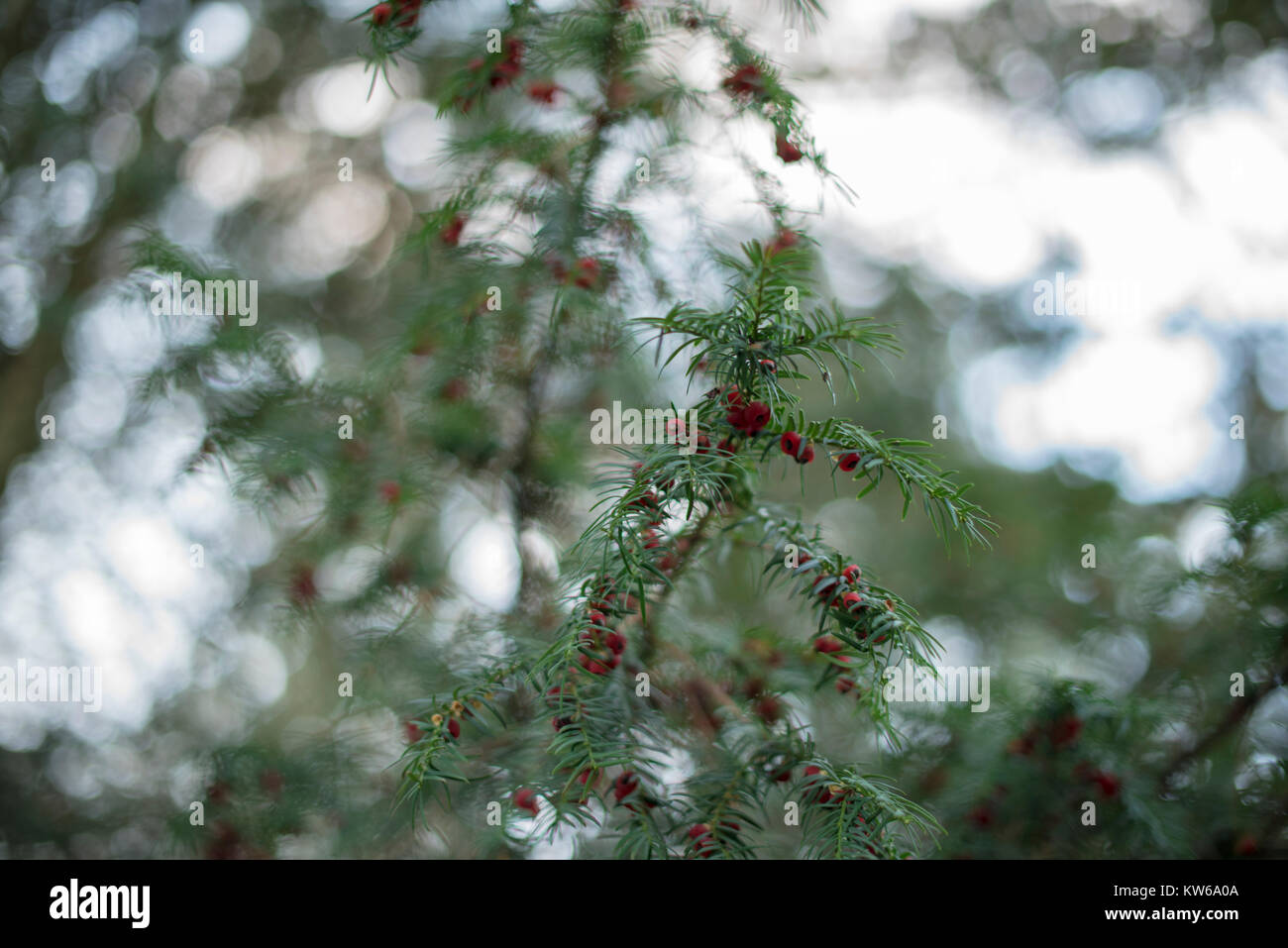 Branches of a yew tree featuring many pieces of fruit Stock Photo