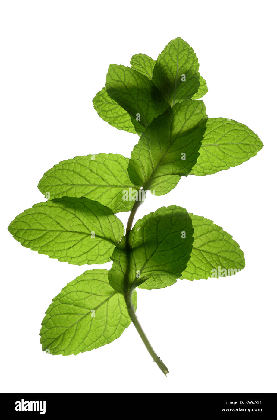 Spearmint sprig on white background (Mentha spicata) Stock Photo