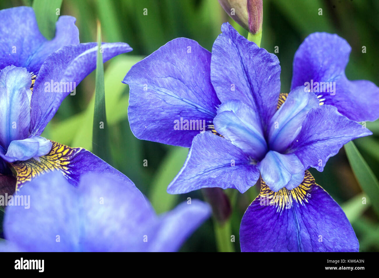 Iris sibirica Navy Brass, Iris flower blue Irises Stock Photo