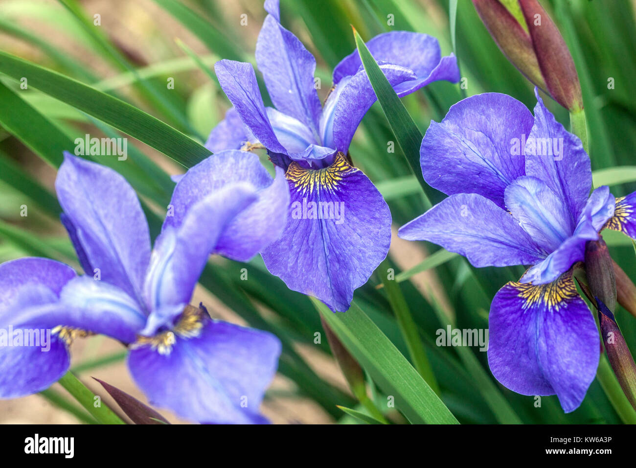 Blue Iris sibirica Navy Brass Blooms Stock Photo