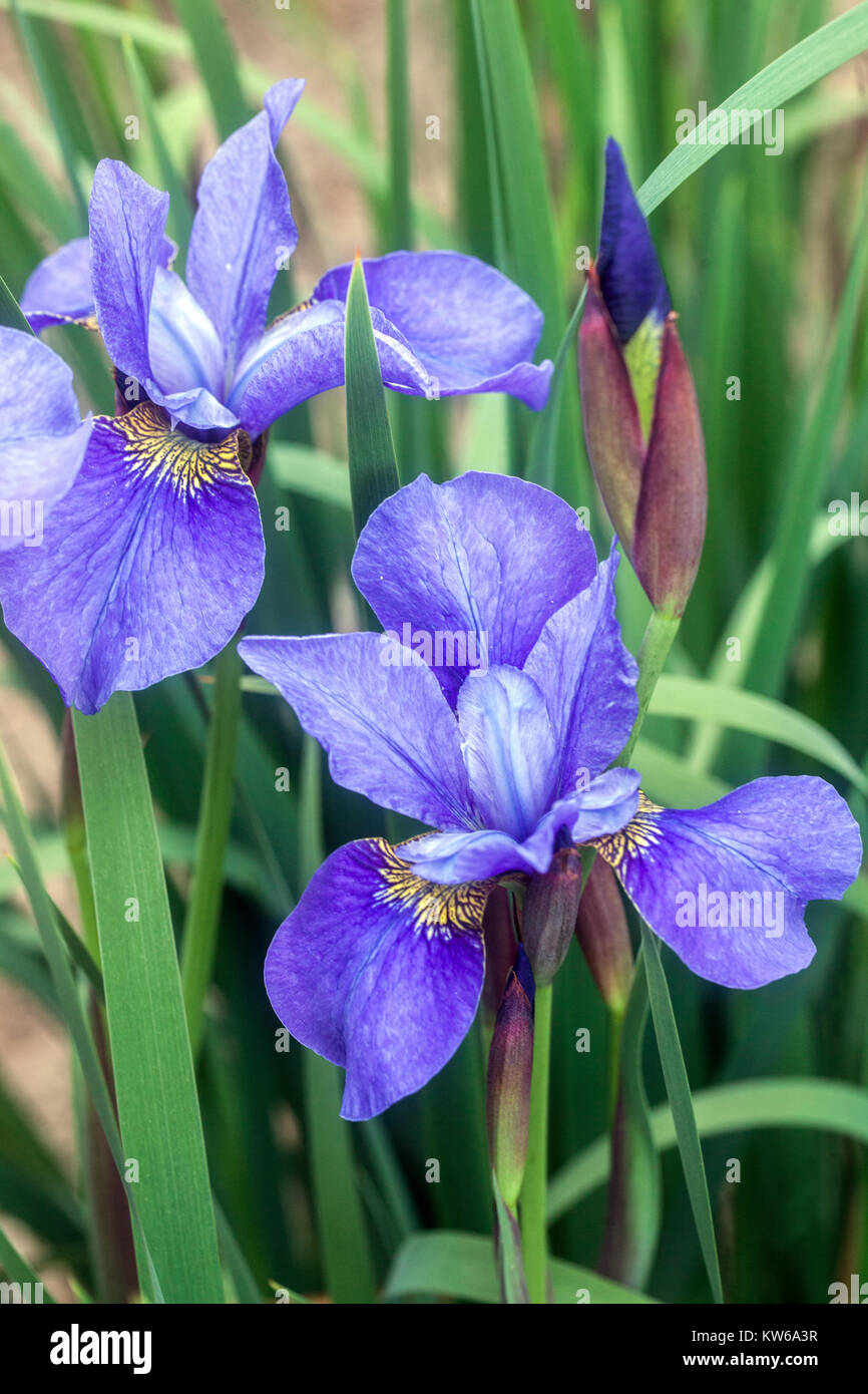 Iris sibirica 'Navy Brass' Pale blue flowers Stock Photo