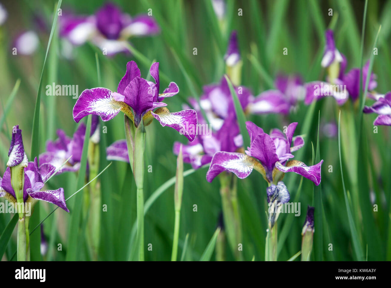 Iris sibirica 'Currier' Stock Photo