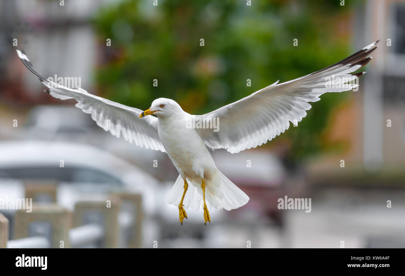 Seagull Landing Graciously with Wings Deployed Stock Photo
