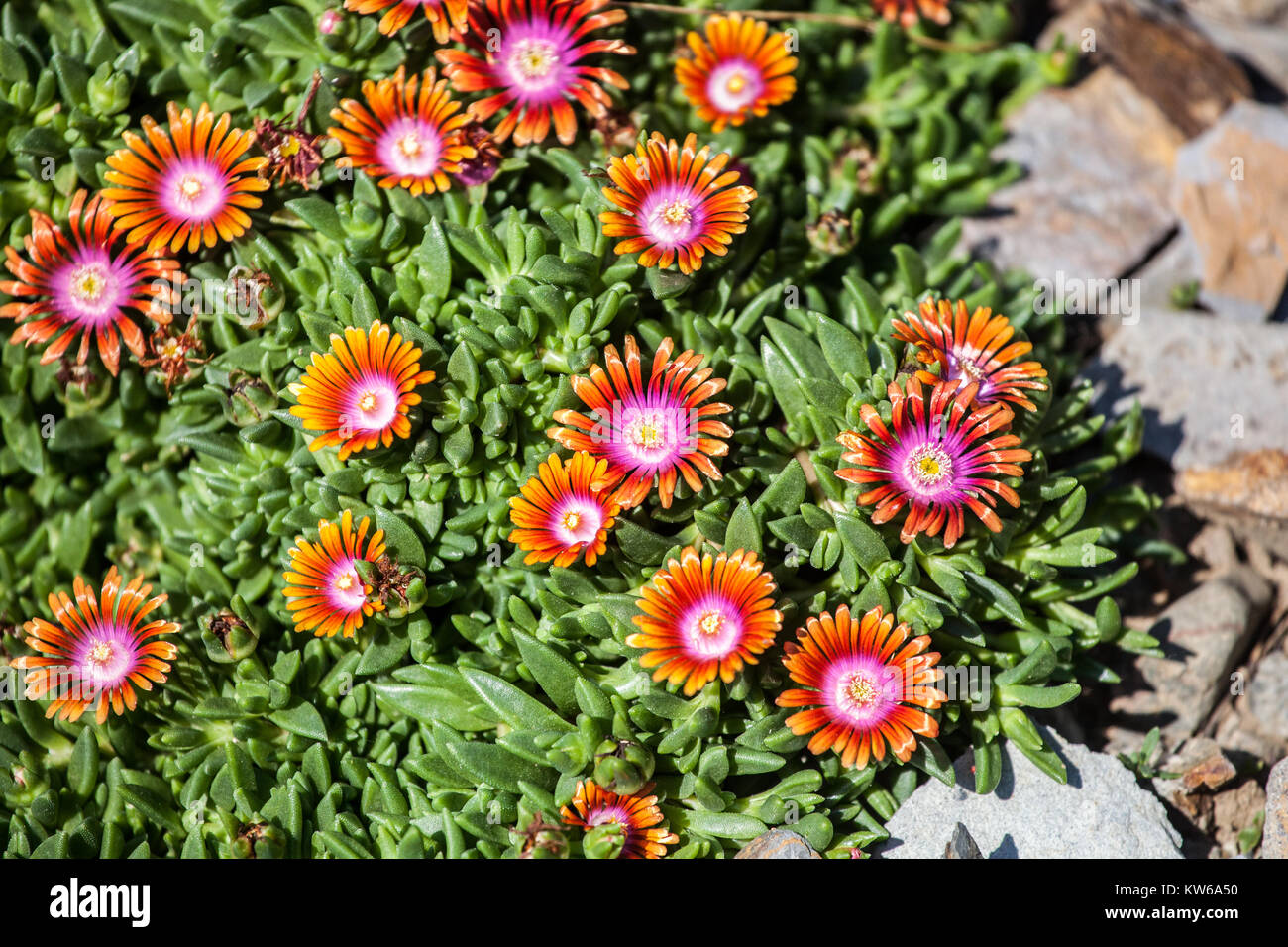 Delosperma ´Fire Spinner´ Stock Photo