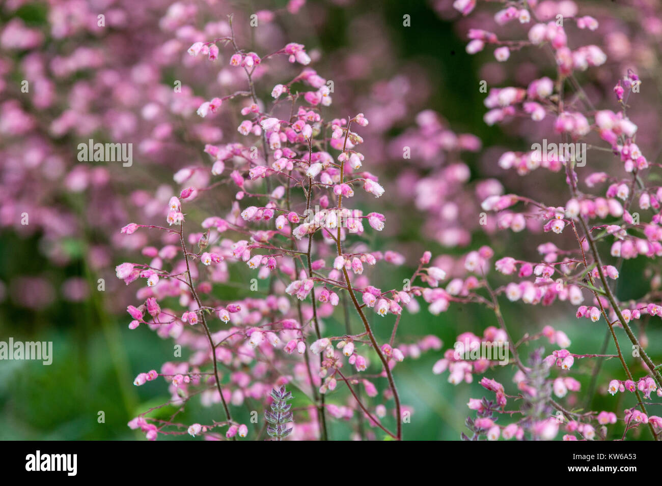 Pink Flowers Heuchera 'Rosada' Heuchera Flower Alum Root Light Purple Flowering Coral Bells Heucheras Inflorescence Coral Bells Alumroot Coralbells Stock Photo