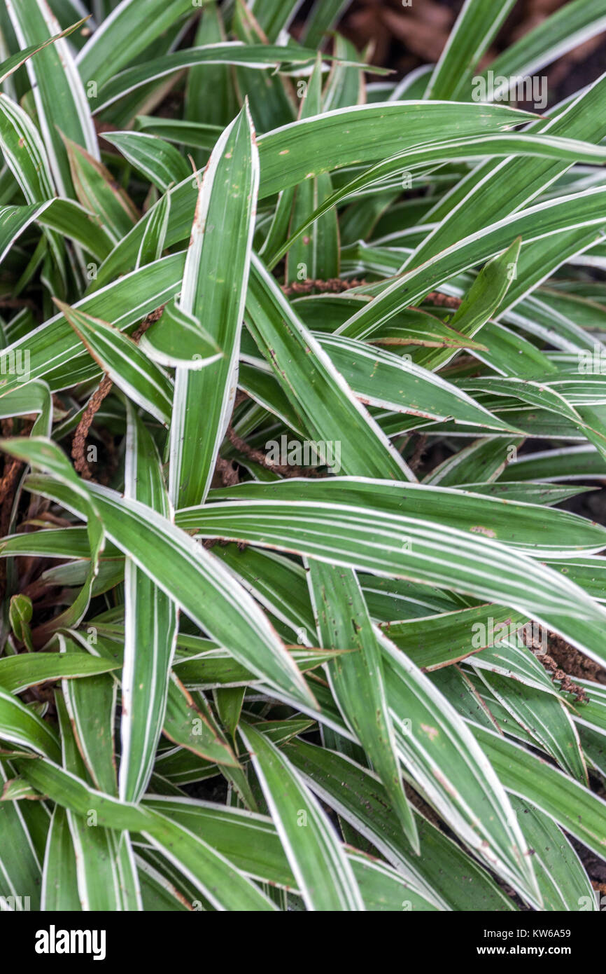 Carex siderosticta Variegata Modern grass with a broad leaf Stock Photo