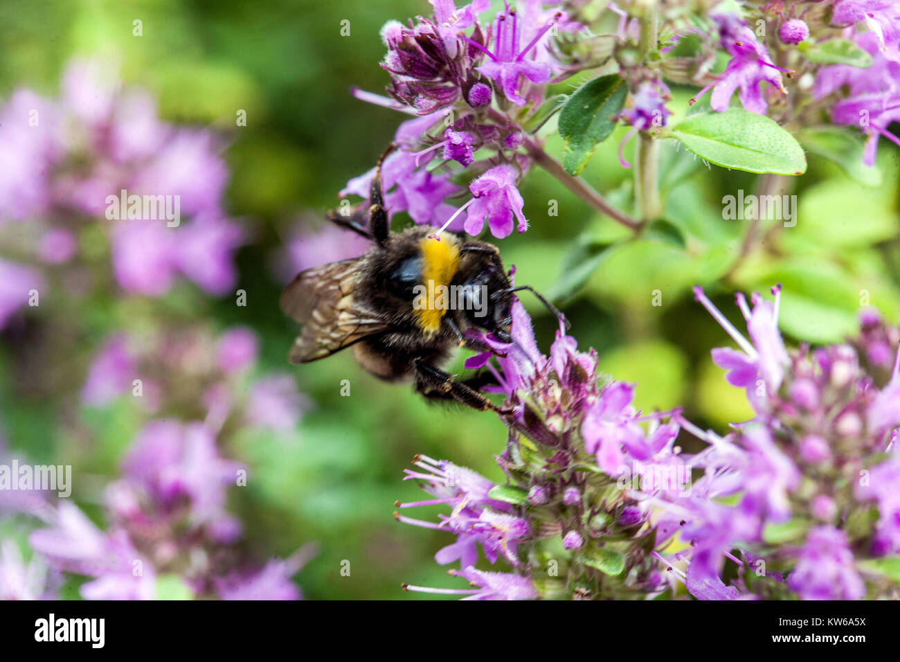 Thymus comosus and bumble-bee, Flower bokeh Stock Photo