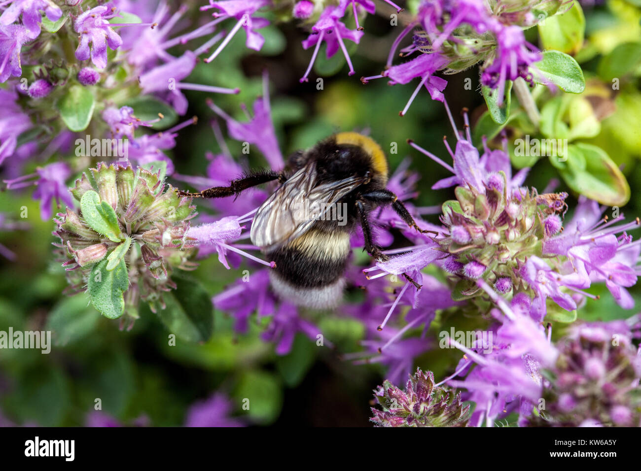 Thymus comosus and bumble-bee Stock Photo