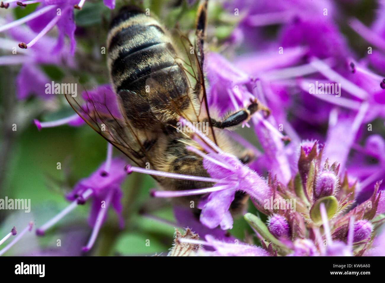 Thymus comosus and bee close up flower Stock Photo