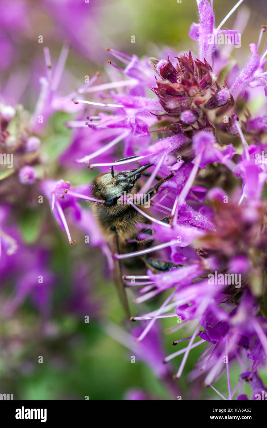 Thymus comosus and bee Stock Photo