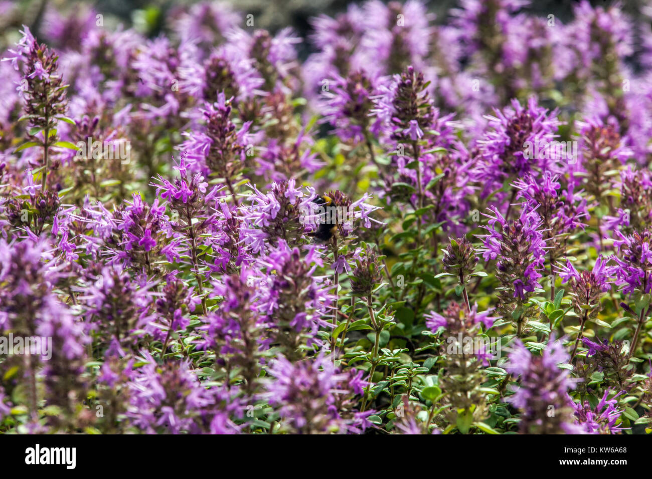 Thymus comosus herb garden Stock Photo