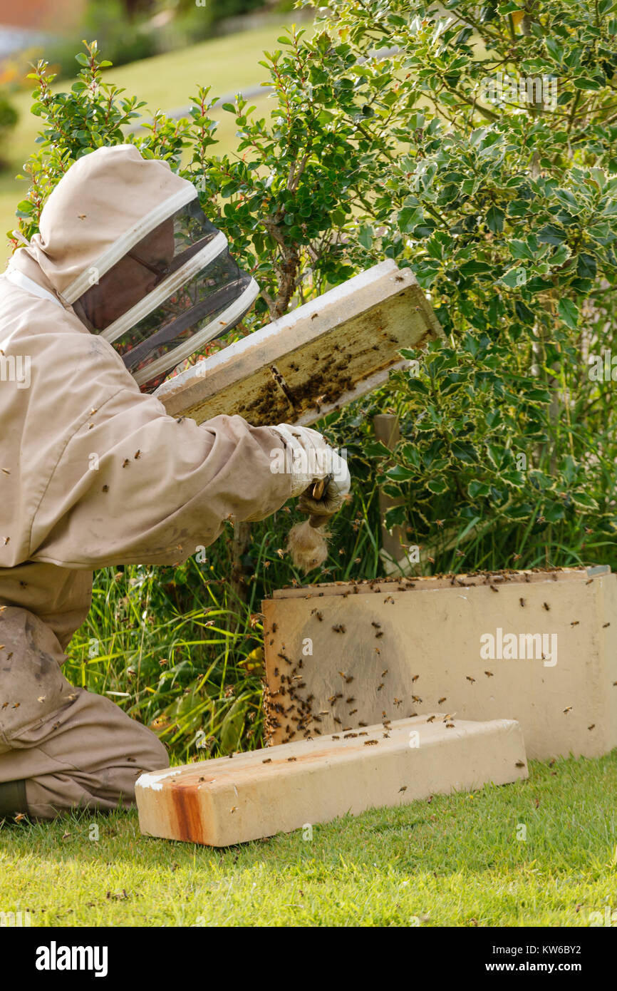 Bee Keeper collecting a wild swarm of bees from a bush in a garden, brushing bees into a collection box Stock Photo