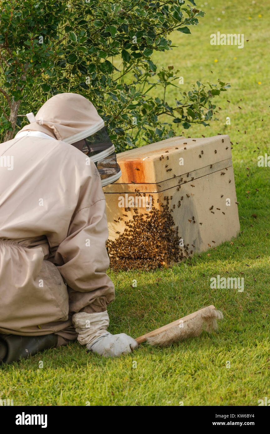 Bee Keeper collecting a wild swarm of bees from a bush in a garden, brushing bees into a collection box Stock Photo