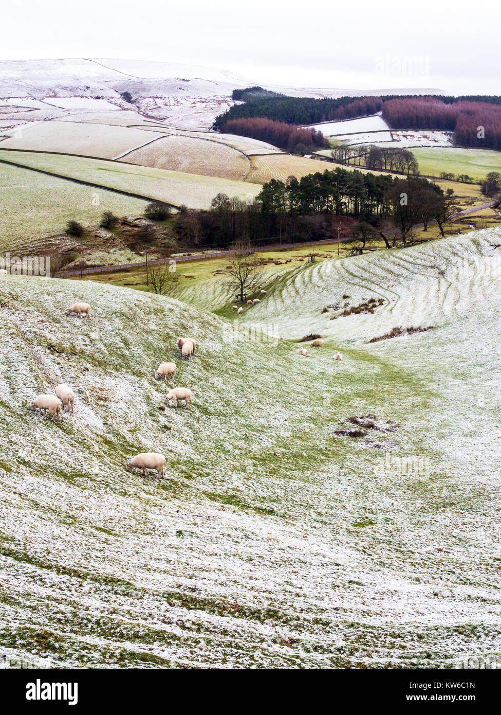 View of sheep grazing  the English Peak District in the snow during winter near Wildboarclough Cheshire Stock Photo