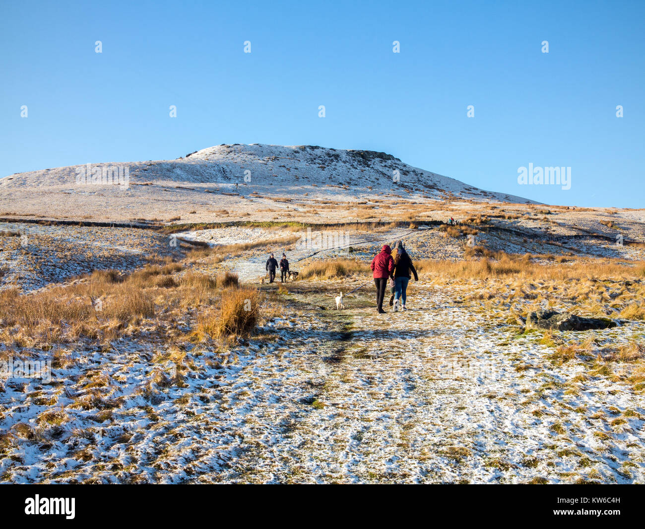 People walking with dogs towards Shutlingsloe hill in the snow the 3rd highest point in Cheshire at 506 meters seen from Wildboarclough Peak District Stock Photo