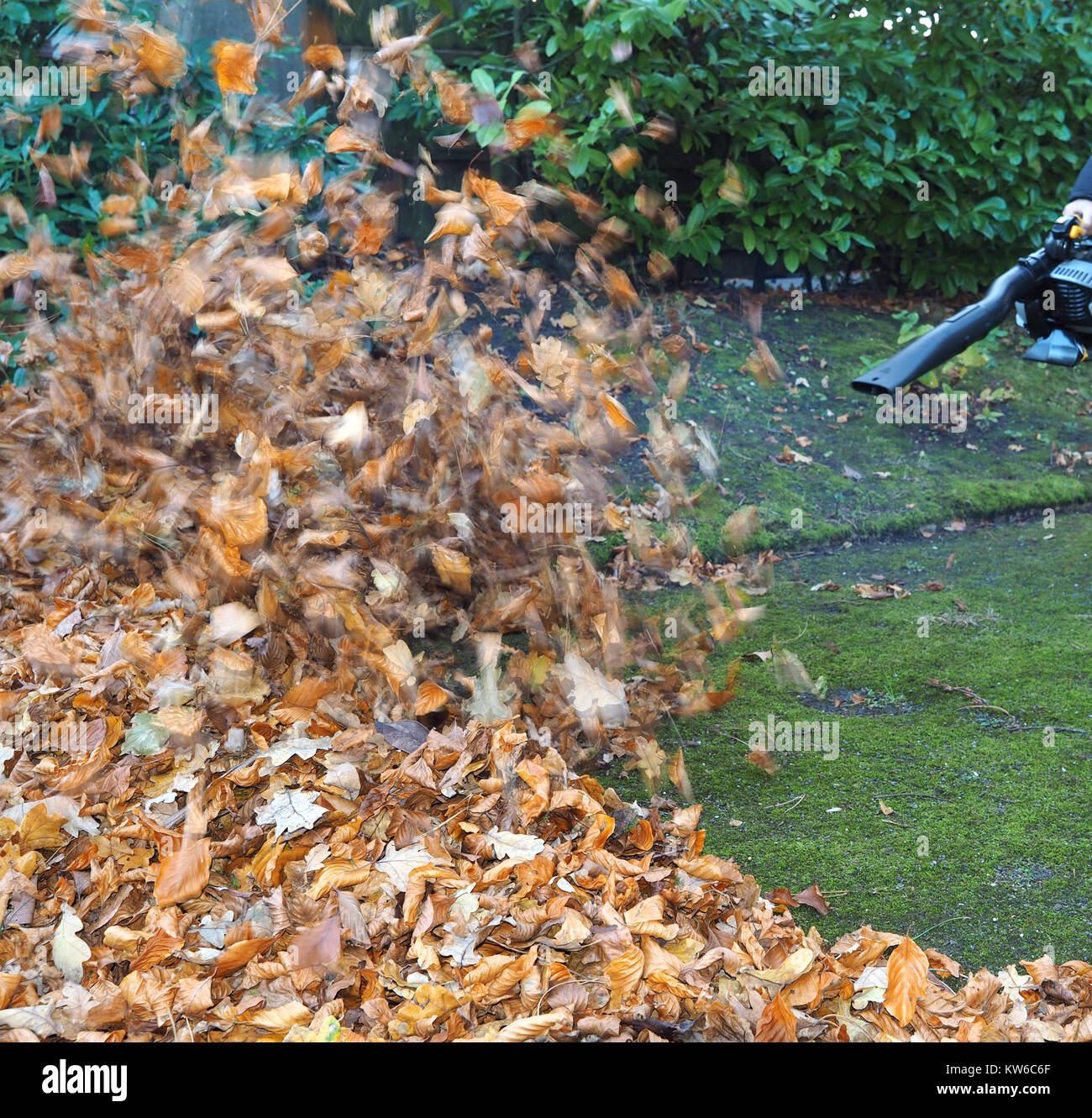 Blowing leaves hires stock photography and images Alamy