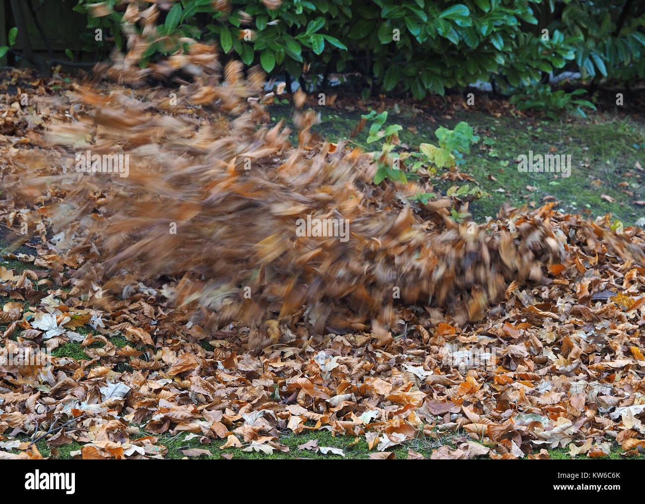 Gust of wind leaves hires stock photography and images Alamy