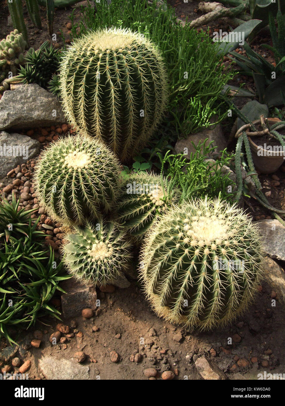 Golden cactus in botanical garden with variety plants. Stock Photo