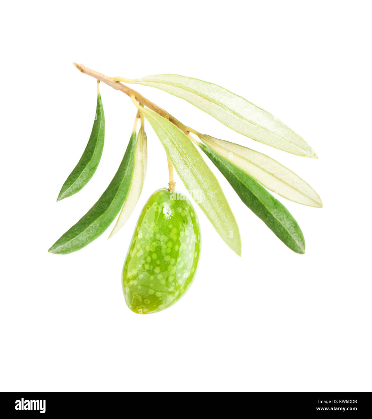 Green Olive with Leaves Isolated on White Background Stock Photo