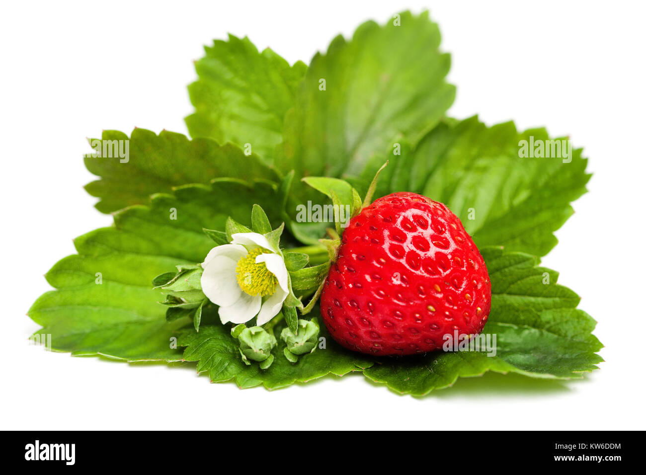 Red Strawberry Berry with Green Leaves and Flower on White Stock Photo ...