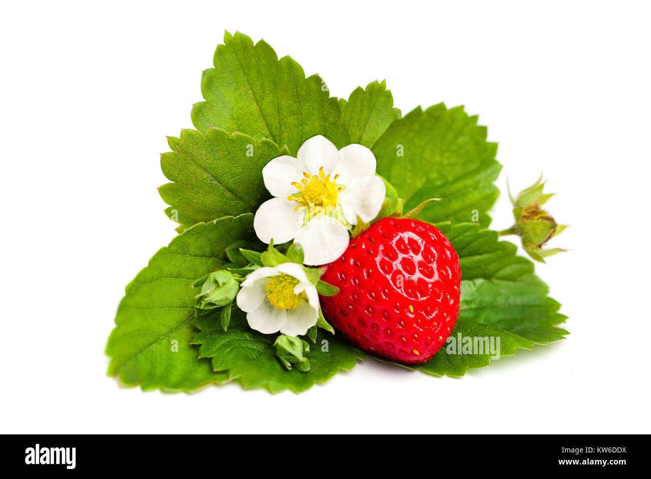 Ripe Strawberry Berries and Green Leaves and Flower on White Background ...