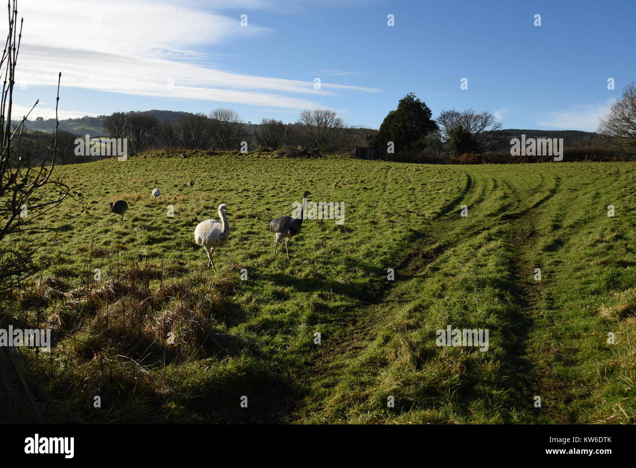 A group of rheas in a field, Devon, England Stock Photo
