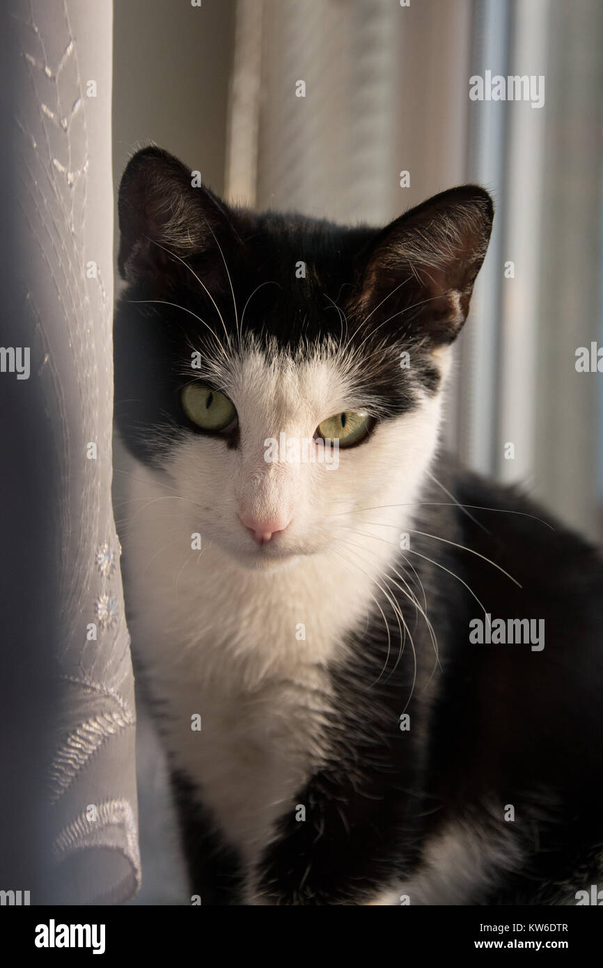 Portrait of a cute black and white cat sitting on a windowsill close to net curtain Stock Photo